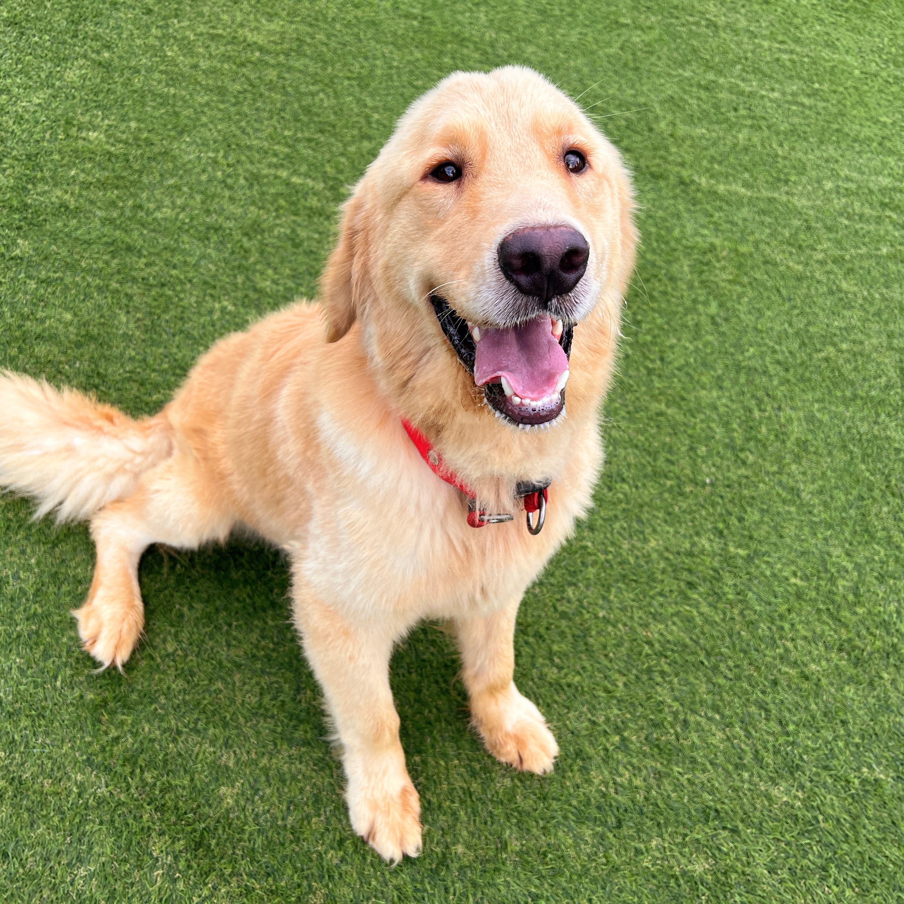 Enlarge Mert, a Adopted Golden Retriever in Elma, WA image 2/3
