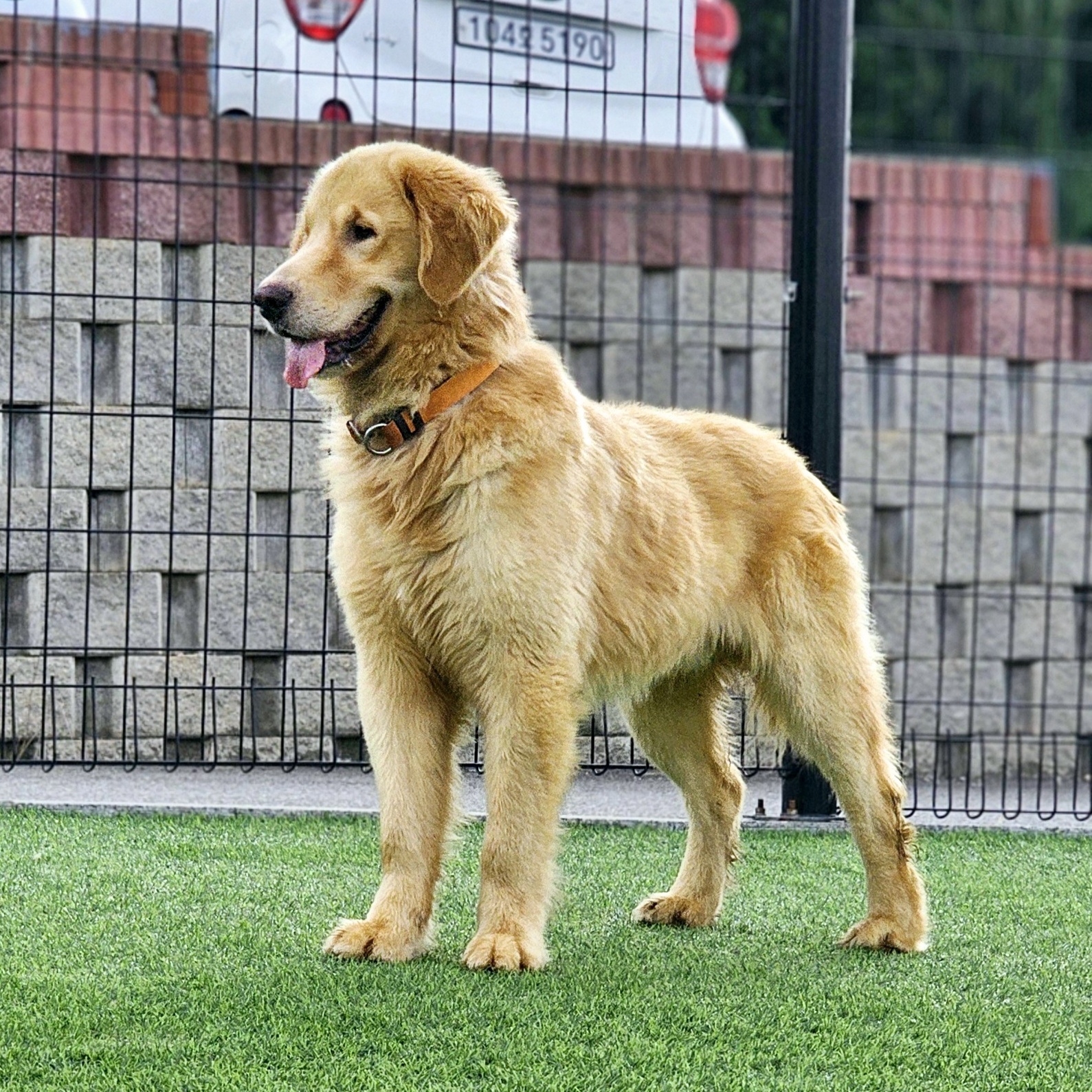 Mert, Adopted, Adult Male Golden Retriever.
