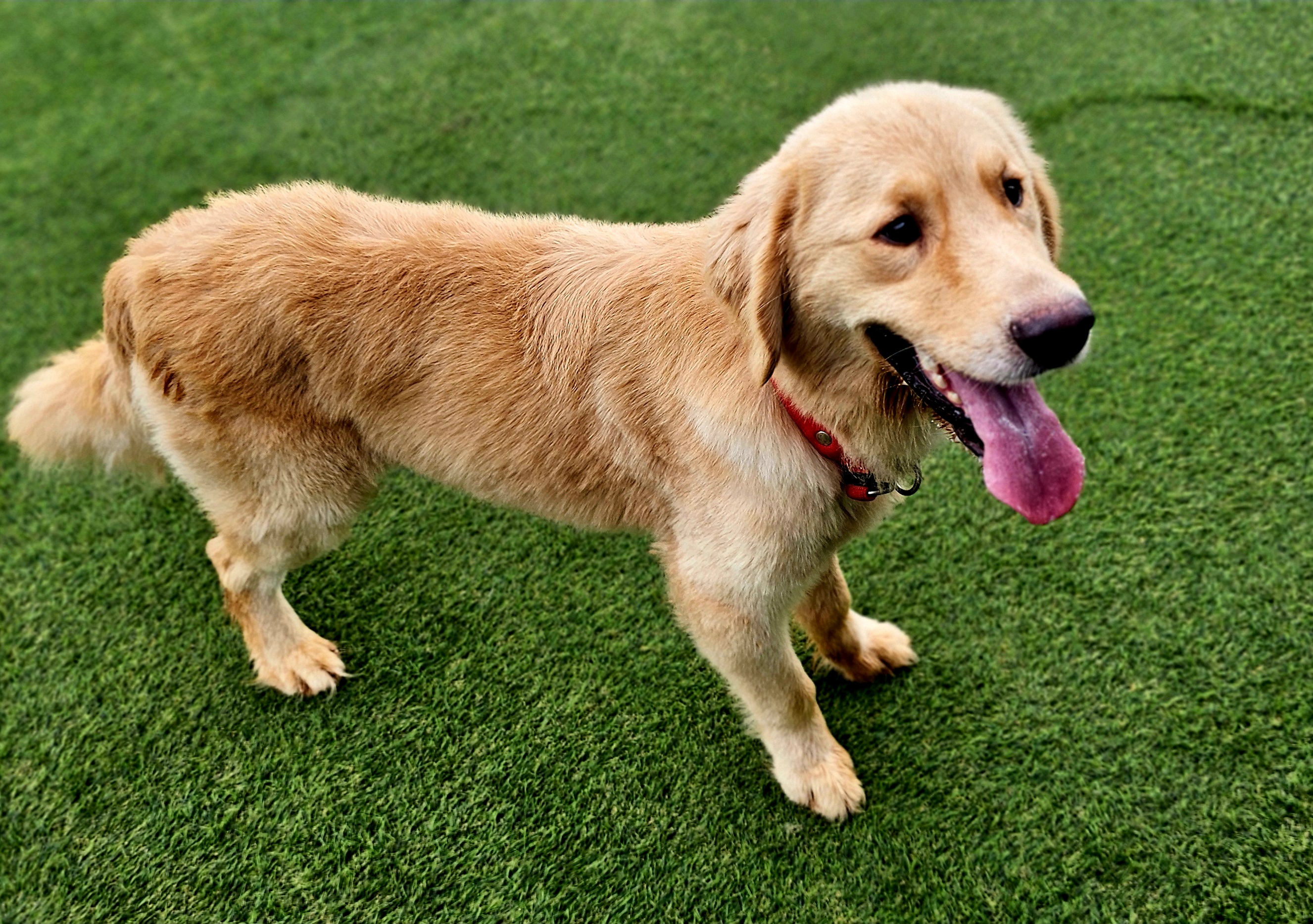 Enlarge Mert, a Adopted Golden Retriever in Elma, WA image 3/3
