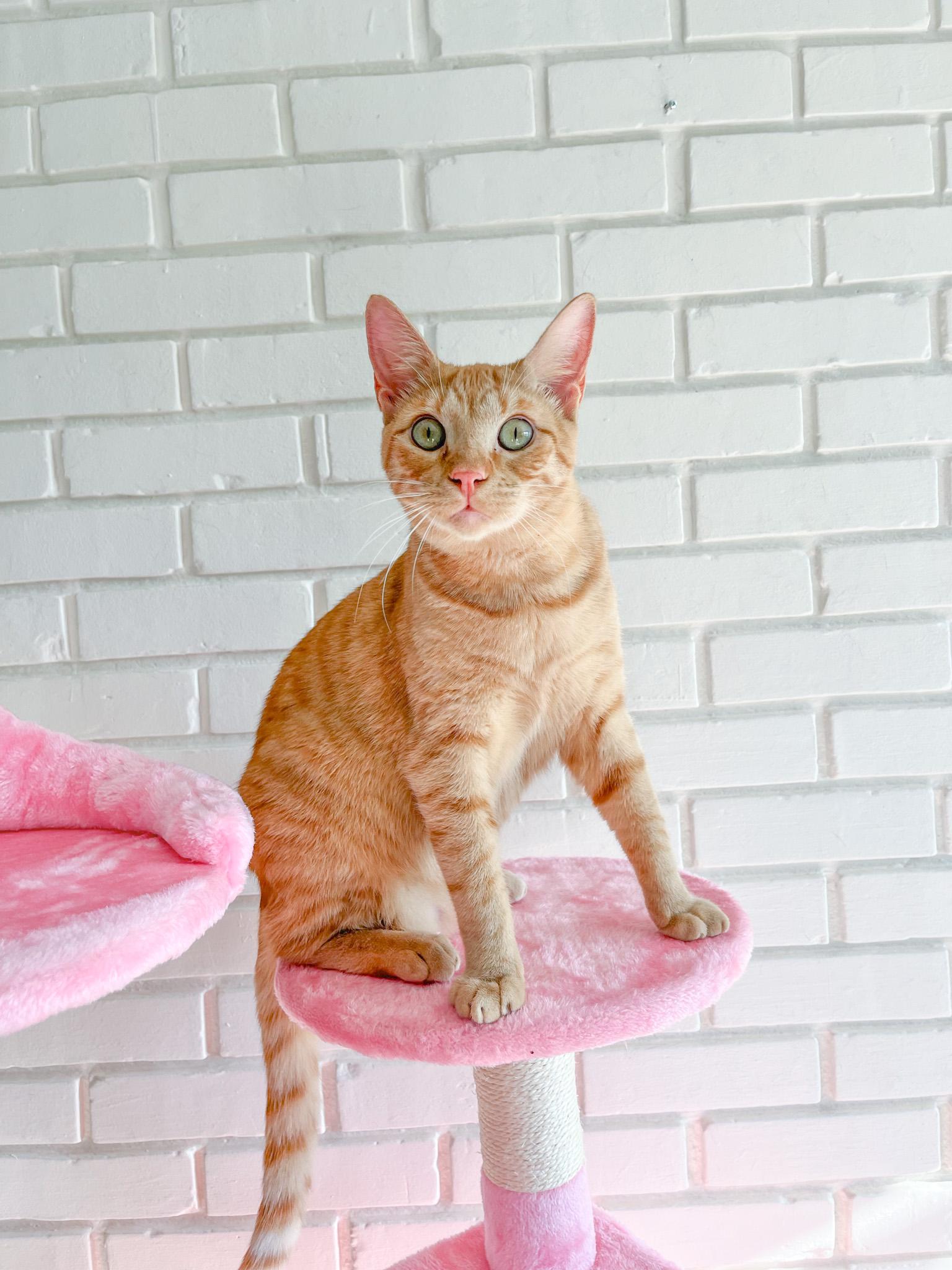 Alfred, adopted, Young Male Tabby.