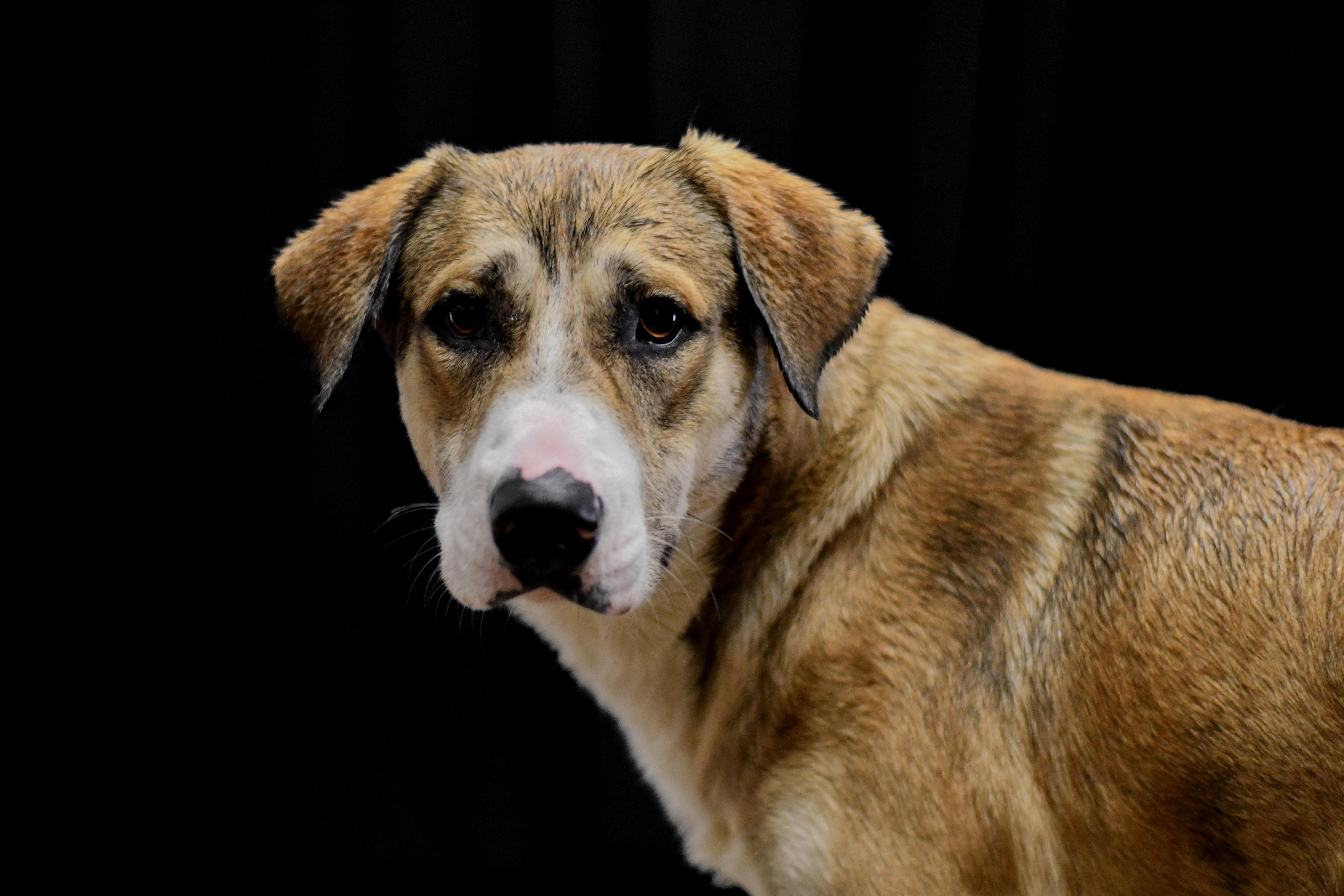 Enlarge Todd, a ADOPTABLE mixed breed in Defuniak Springs, FL image 1/2