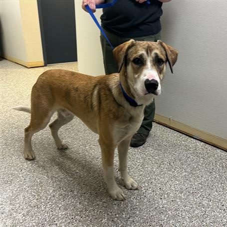 Enlarge Todd, a ADOPTABLE mixed breed in Defuniak Springs, FL image 2/2