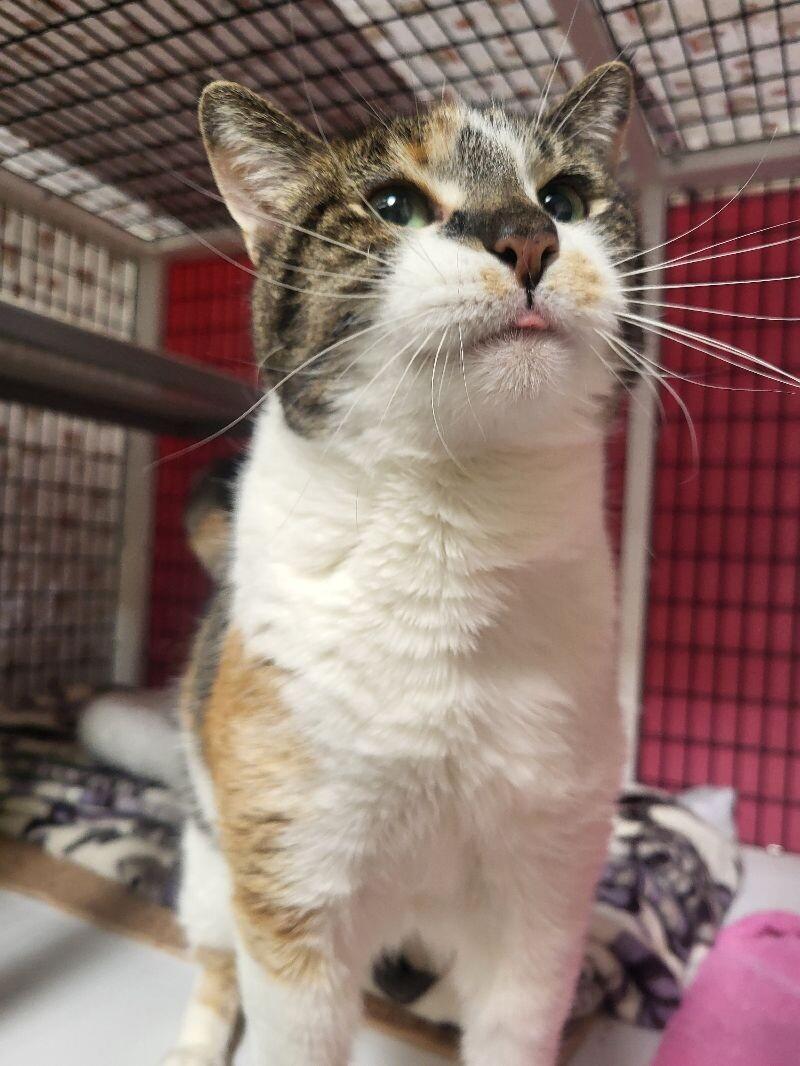 Enlarge Stella, a Adoptable Domestic Short Hair in Diamond Springs, CA image 1/6