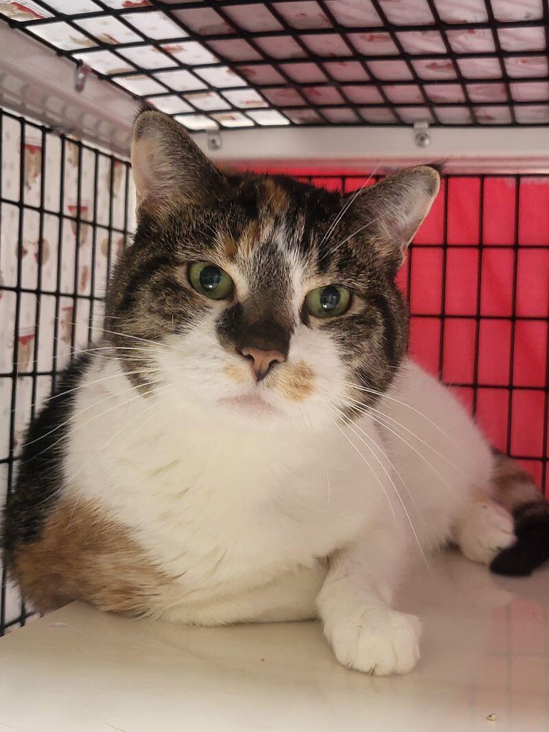 Enlarge Stella, a Adoptable Domestic Short Hair in Diamond Springs, CA image 4/6