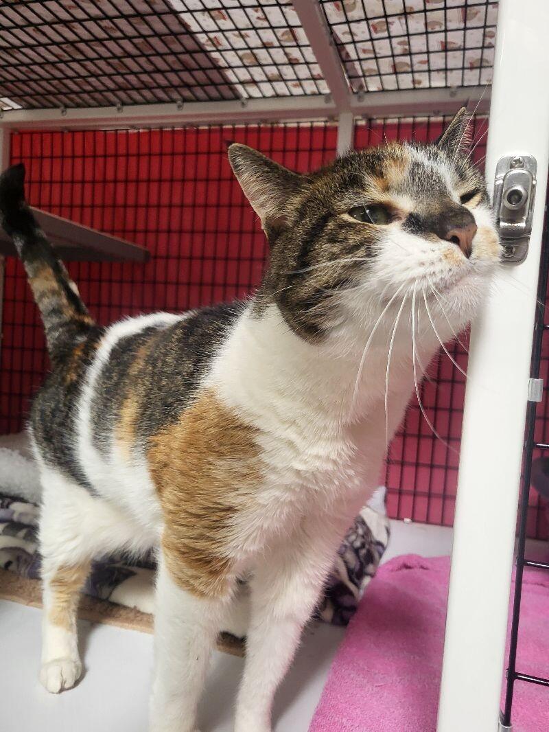 Enlarge Stella, a Adoptable Domestic Short Hair in Diamond Springs, CA image 5/6