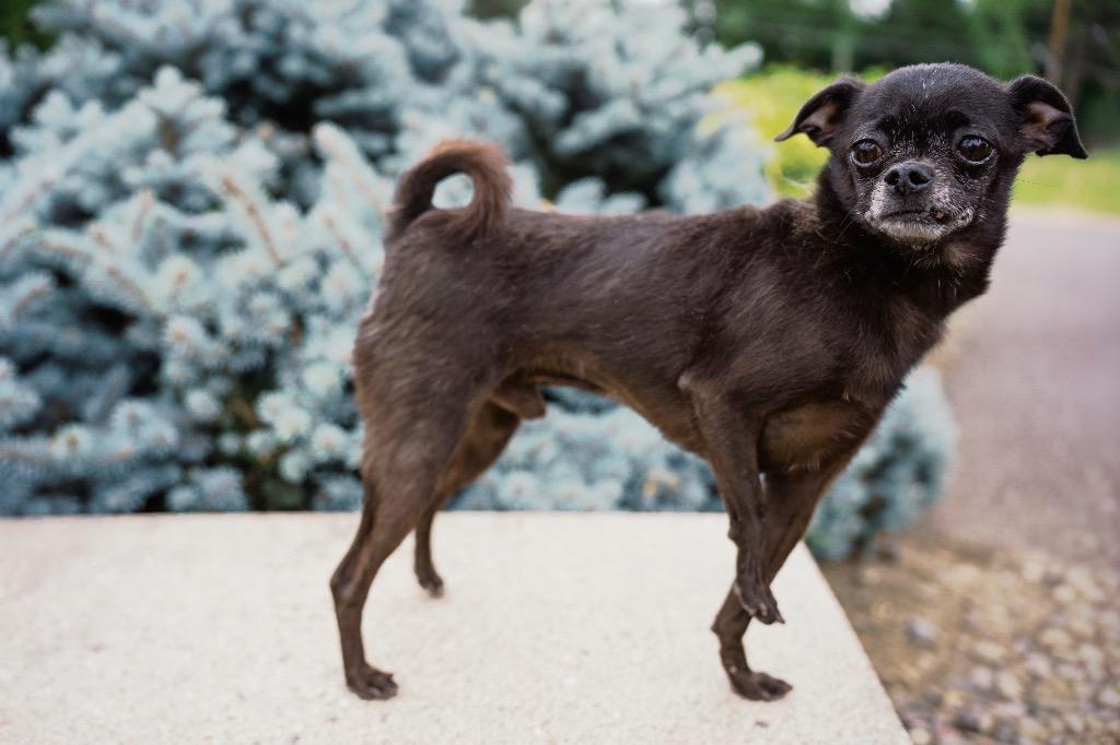 The Count, Adoptable, Senior Male Chihuahua & Pug.