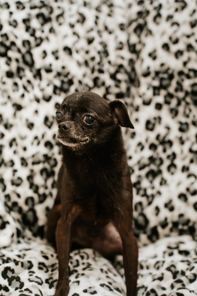 The Count, a Adoptable mixed breed in Newberg, OR image 2/5