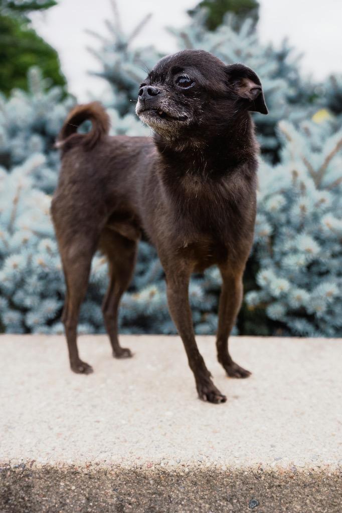 The Count, a Adoptable mixed breed in Newberg, OR image 3/5