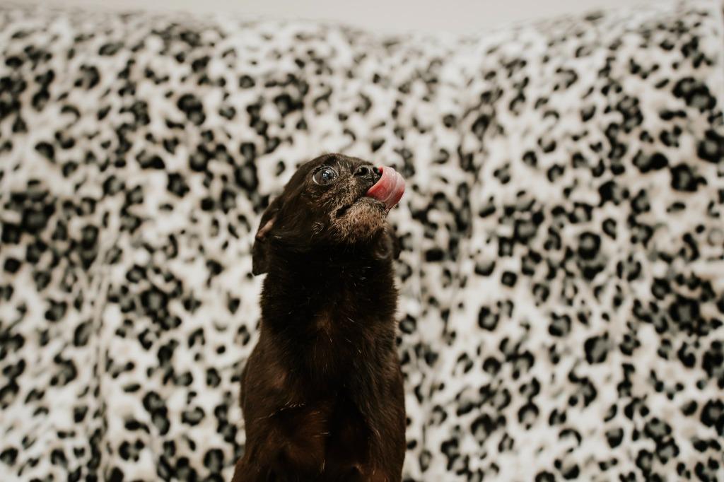 The Count, a Adoptable mixed breed in Newberg, OR image 4/5