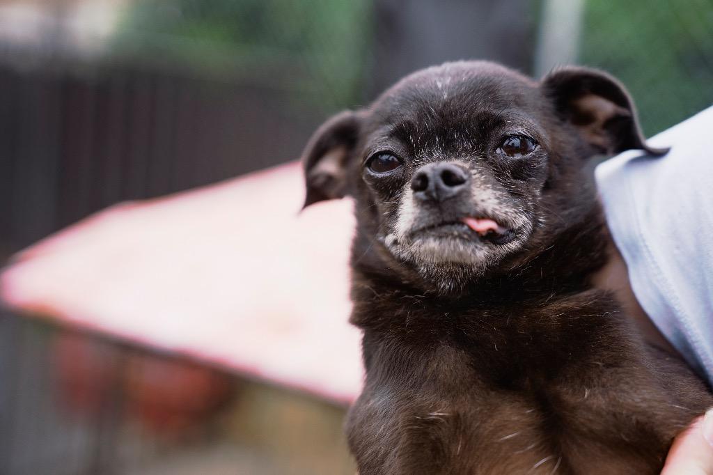 The Count, a Adoptable mixed breed in Newberg, OR image 5/5