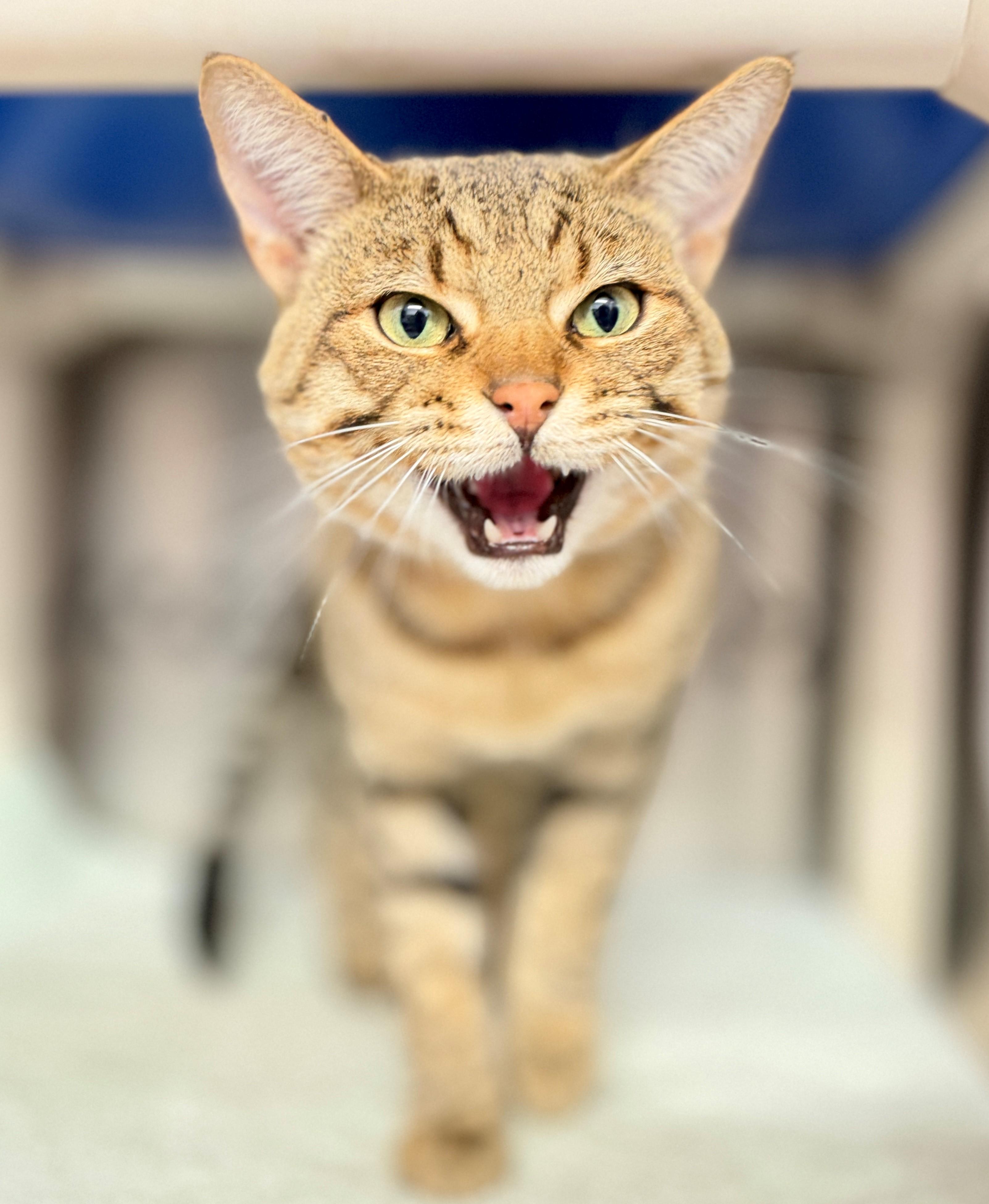 Enlarge Enzo, a Adoptable Domestic Short Hair in Hamilton, ON image 3/4