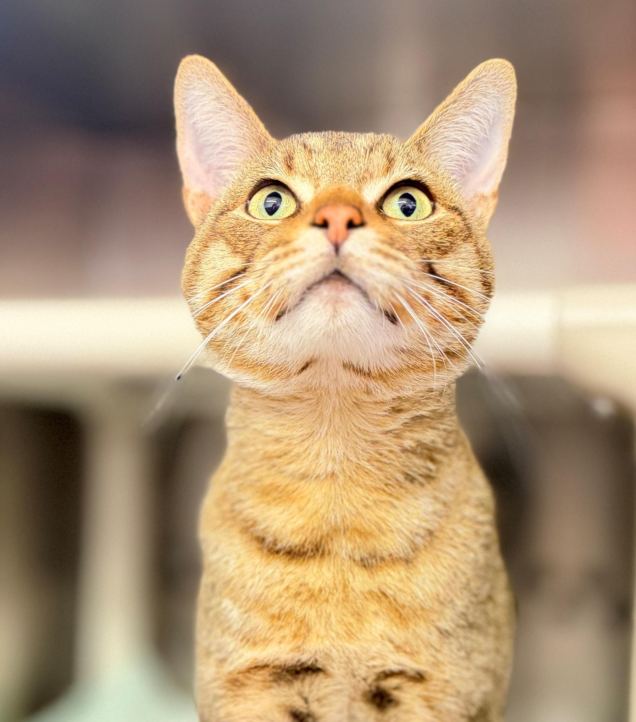Enzo, Adoptable, Adult Male Domestic Short Hair.