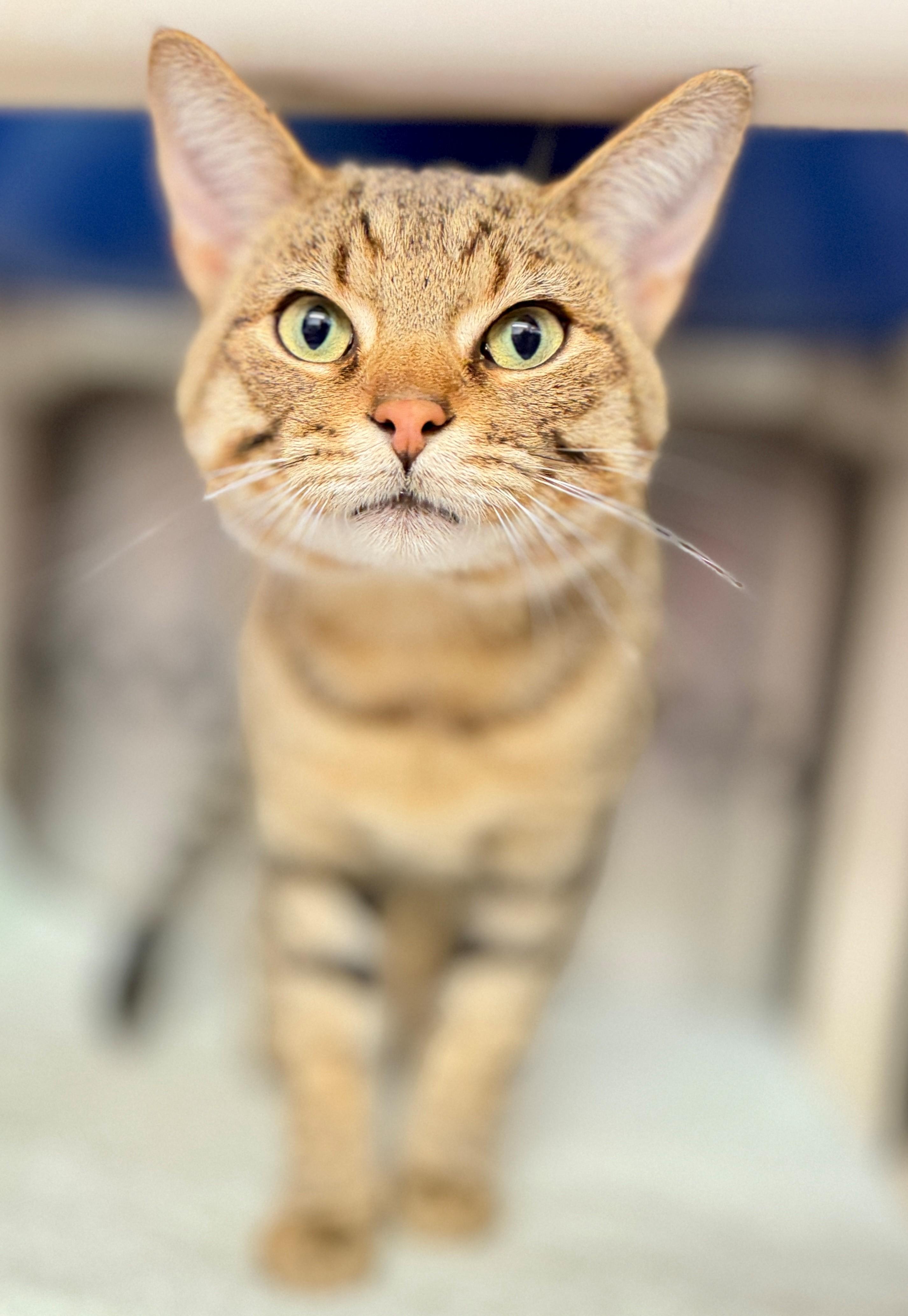 Enlarge Enzo, a Adoptable Domestic Short Hair in Hamilton, ON image 4/4