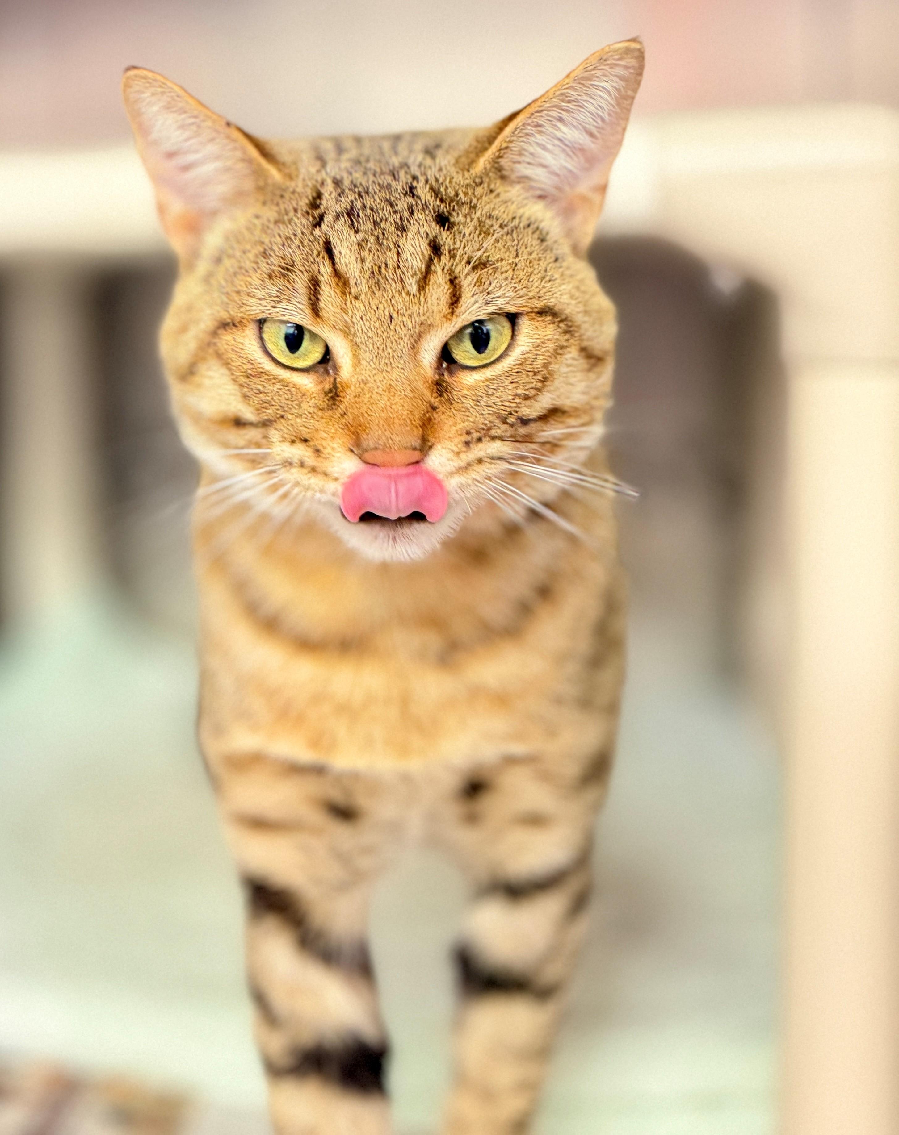 Enlarge Enzo, a Adoptable Domestic Short Hair in Hamilton, ON image 2/4