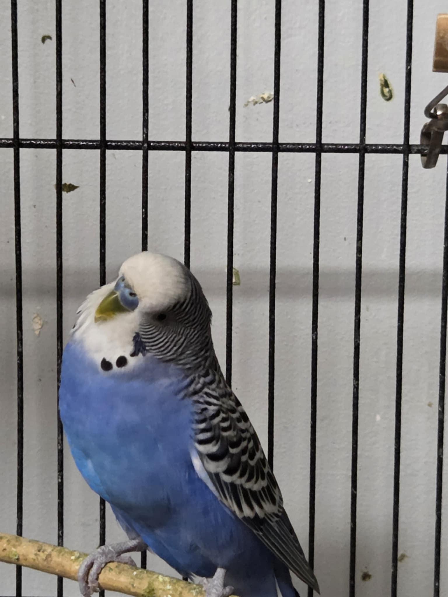 Bean, Adoptable, Adult Male Parakeet (Other).