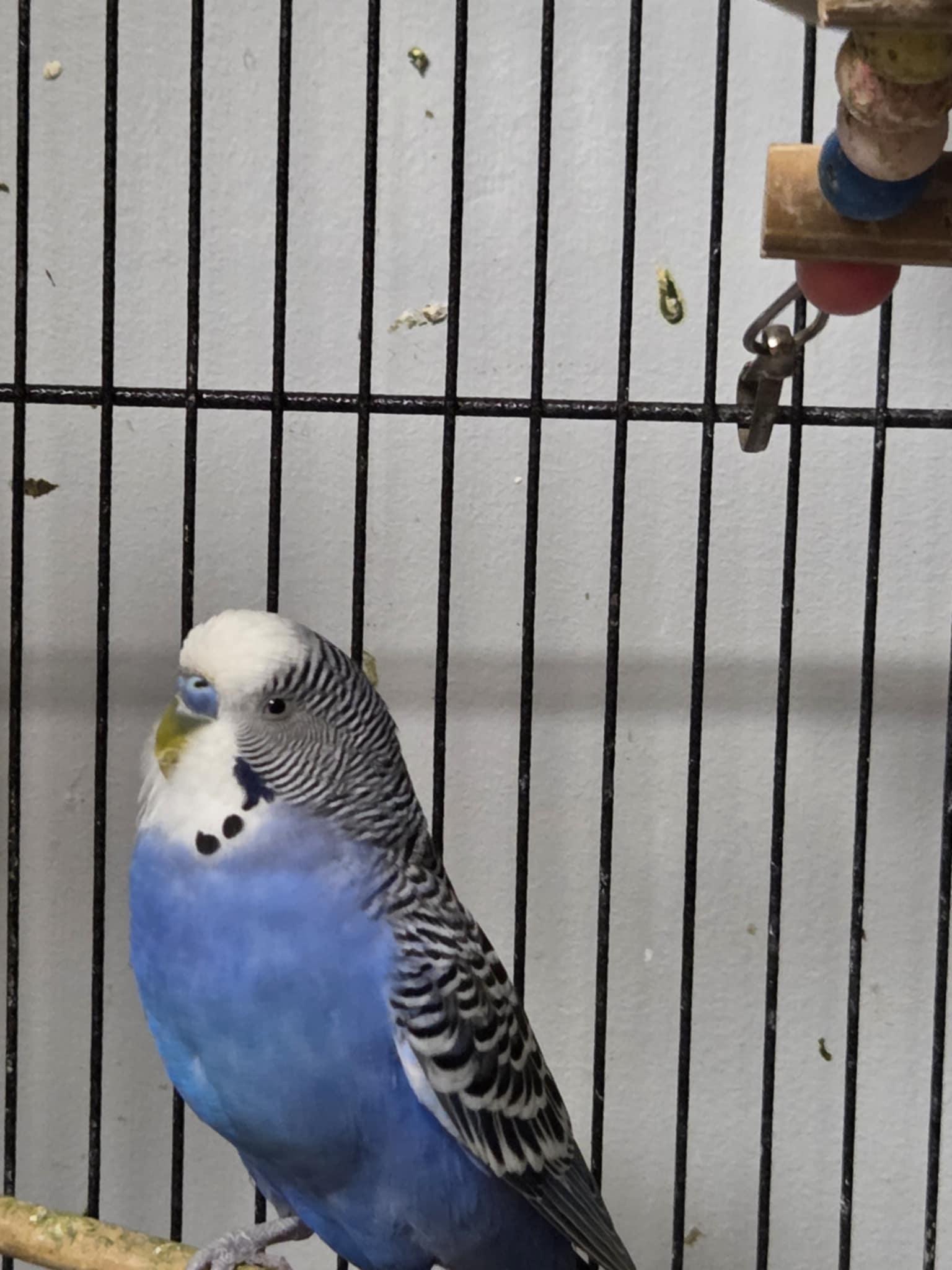 Enlarge Bean, a Adoptable Parakeet (Other) in Indian Trail, NC image 2/6