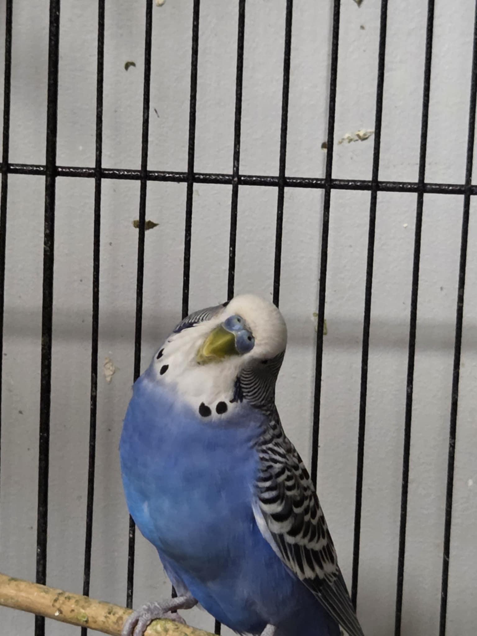Enlarge Bean, a Adoptable Parakeet (Other) in Indian Trail, NC image 3/6