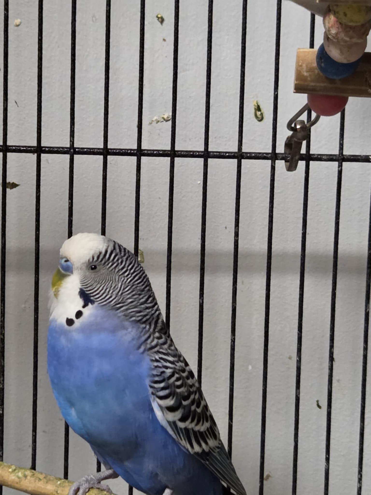 Enlarge Bean, a Adoptable Parakeet (Other) in Indian Trail, NC image 4/6