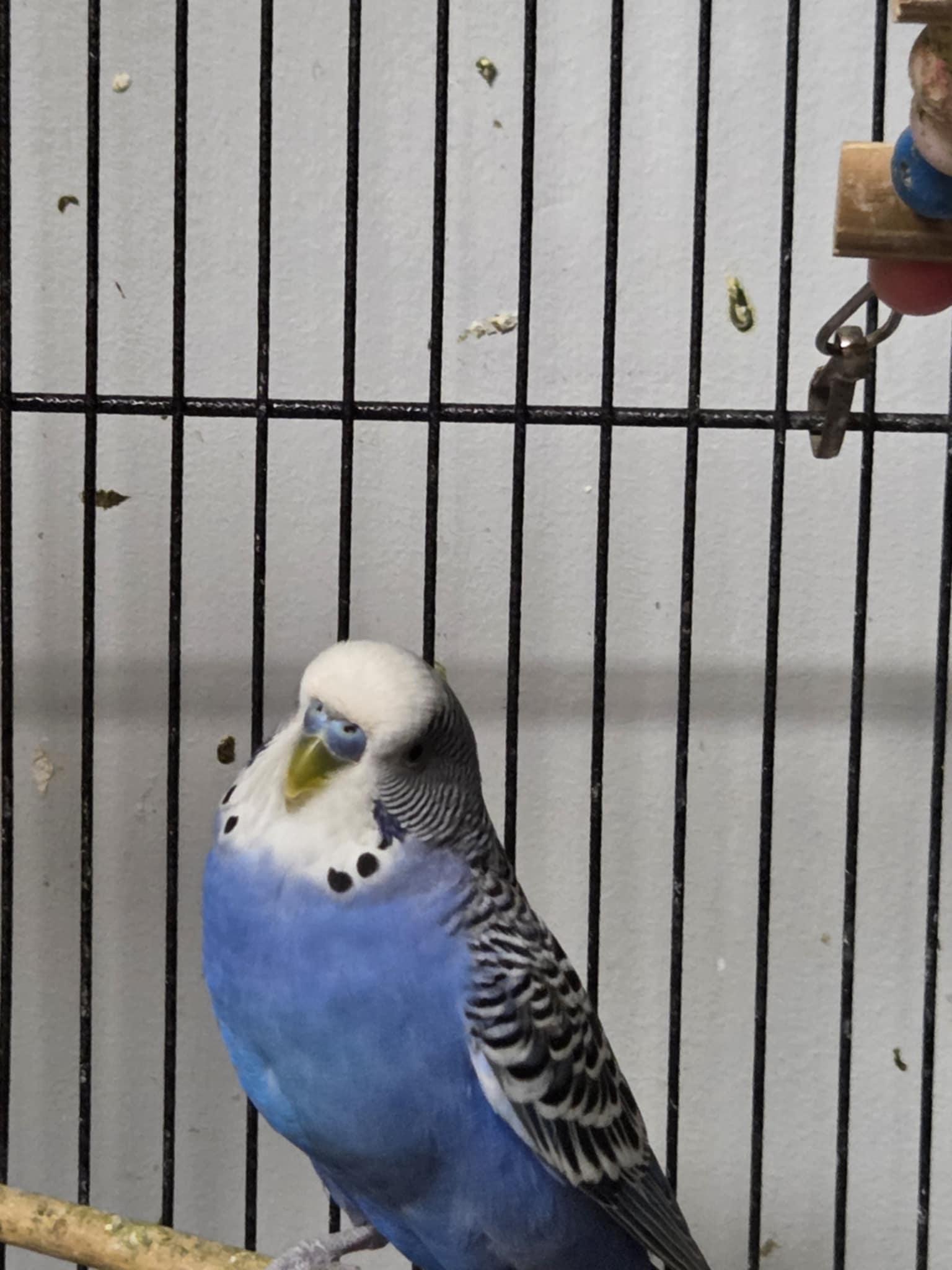 Enlarge Bean, a Adoptable Parakeet (Other) in Indian Trail, NC image 6/6