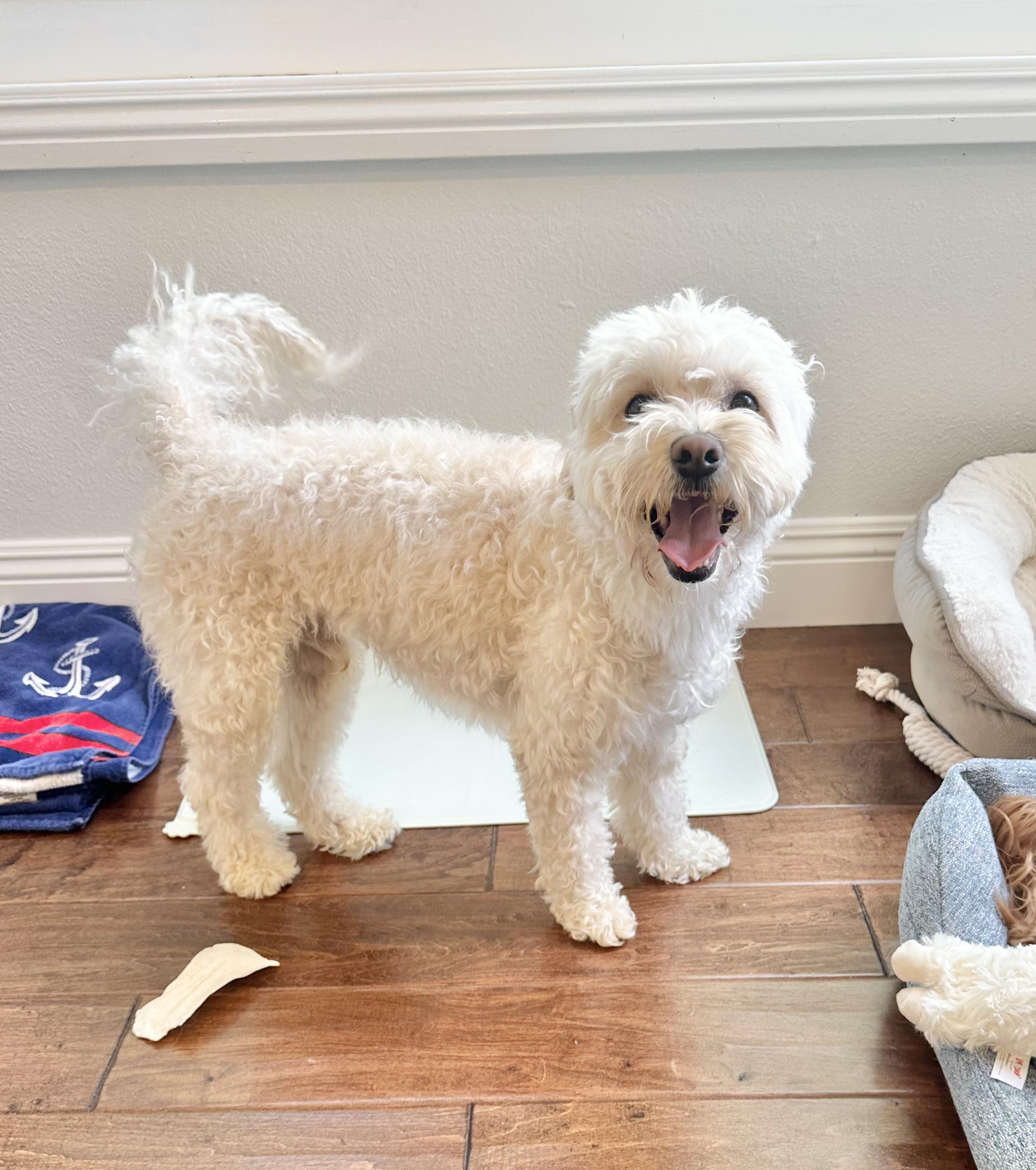 Max, an adoptable Maltipoo in Rancho Santa Margarita, CA, 92688 | Photo Image 4