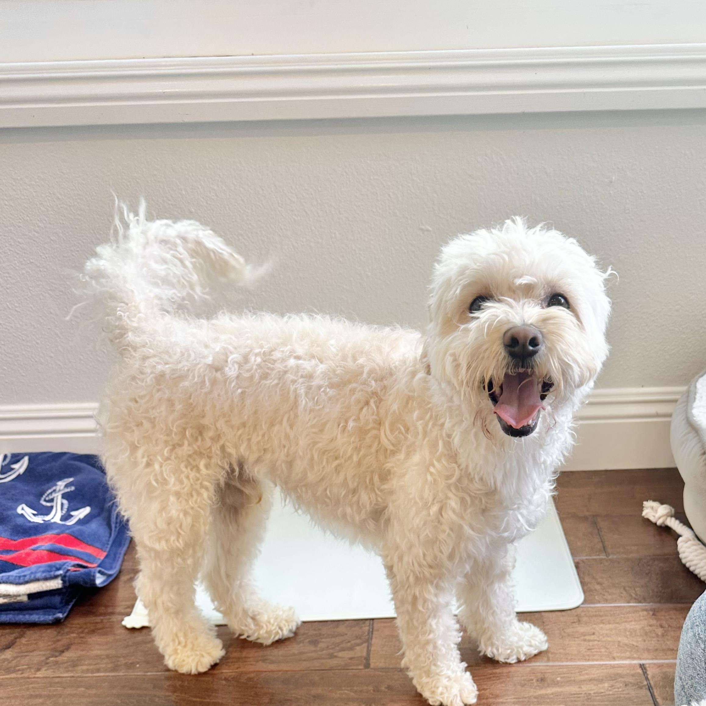 Max, a Adoptable Maltipoo in Rancho Santa Margarita, CA image 6/6