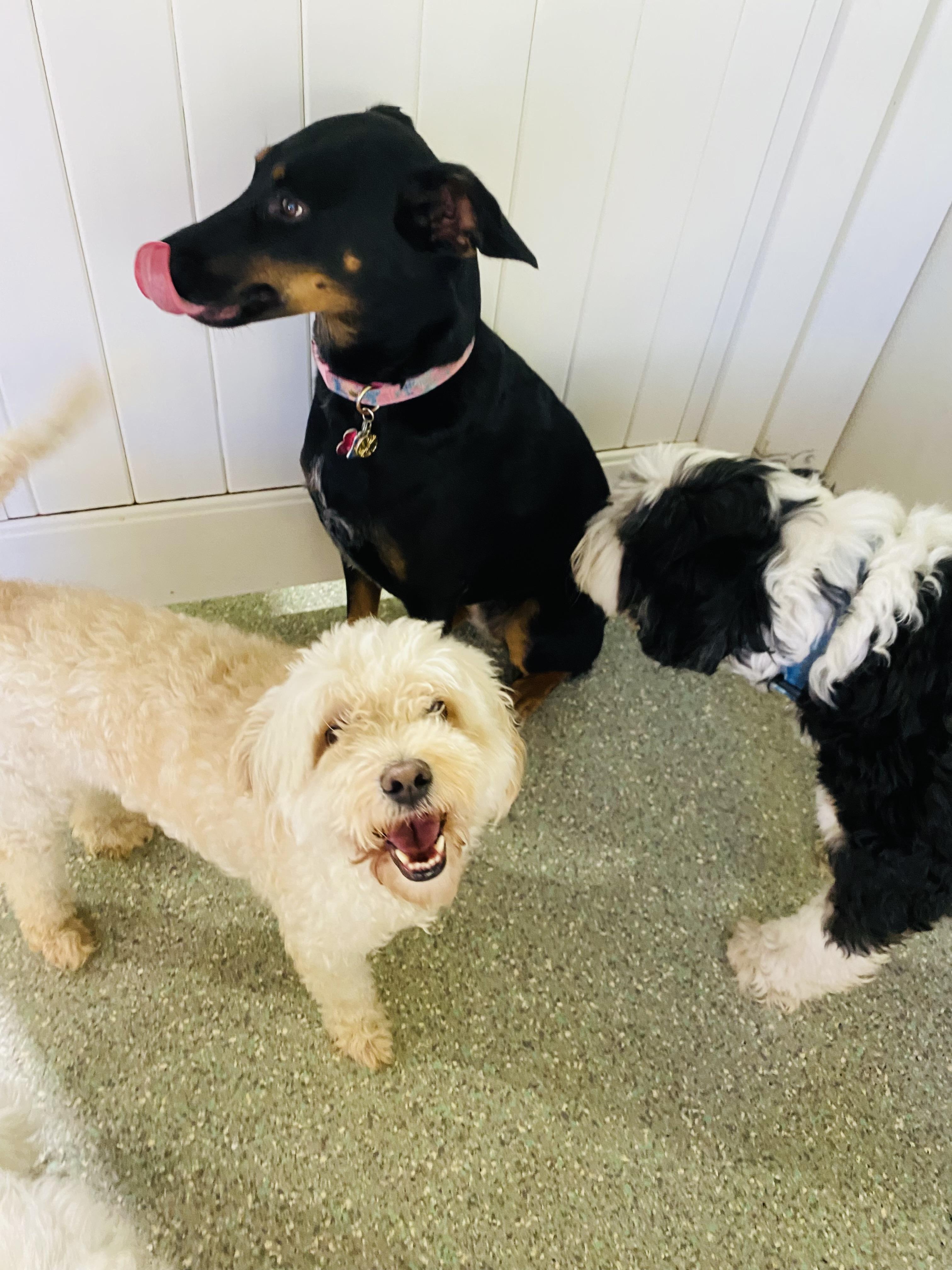 Max, a Adoptable Maltipoo in Rancho Santa Margarita, CA image 4/6