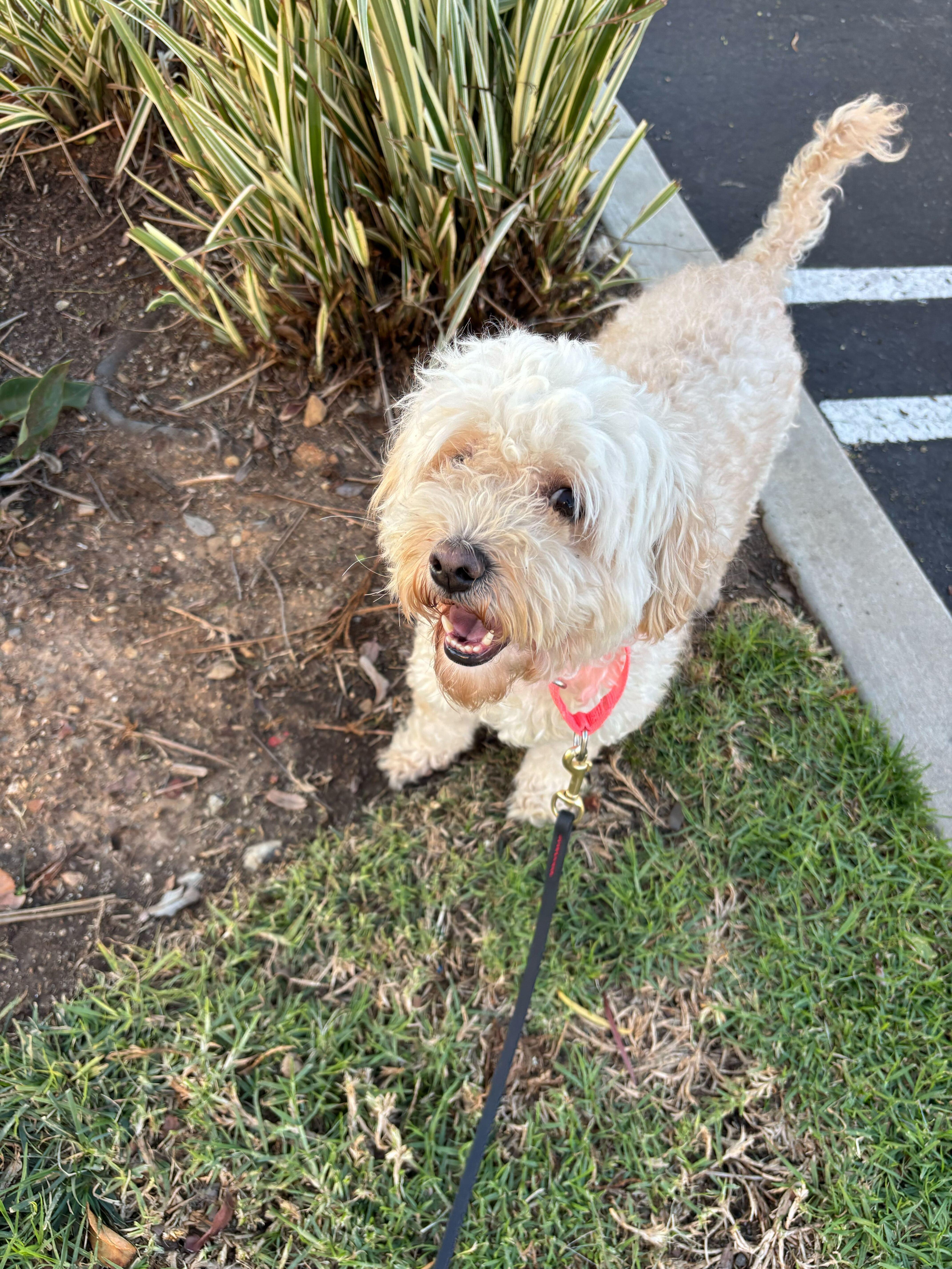 Max, a Adoptable Maltipoo in Rancho Santa Margarita, CA image 1/6