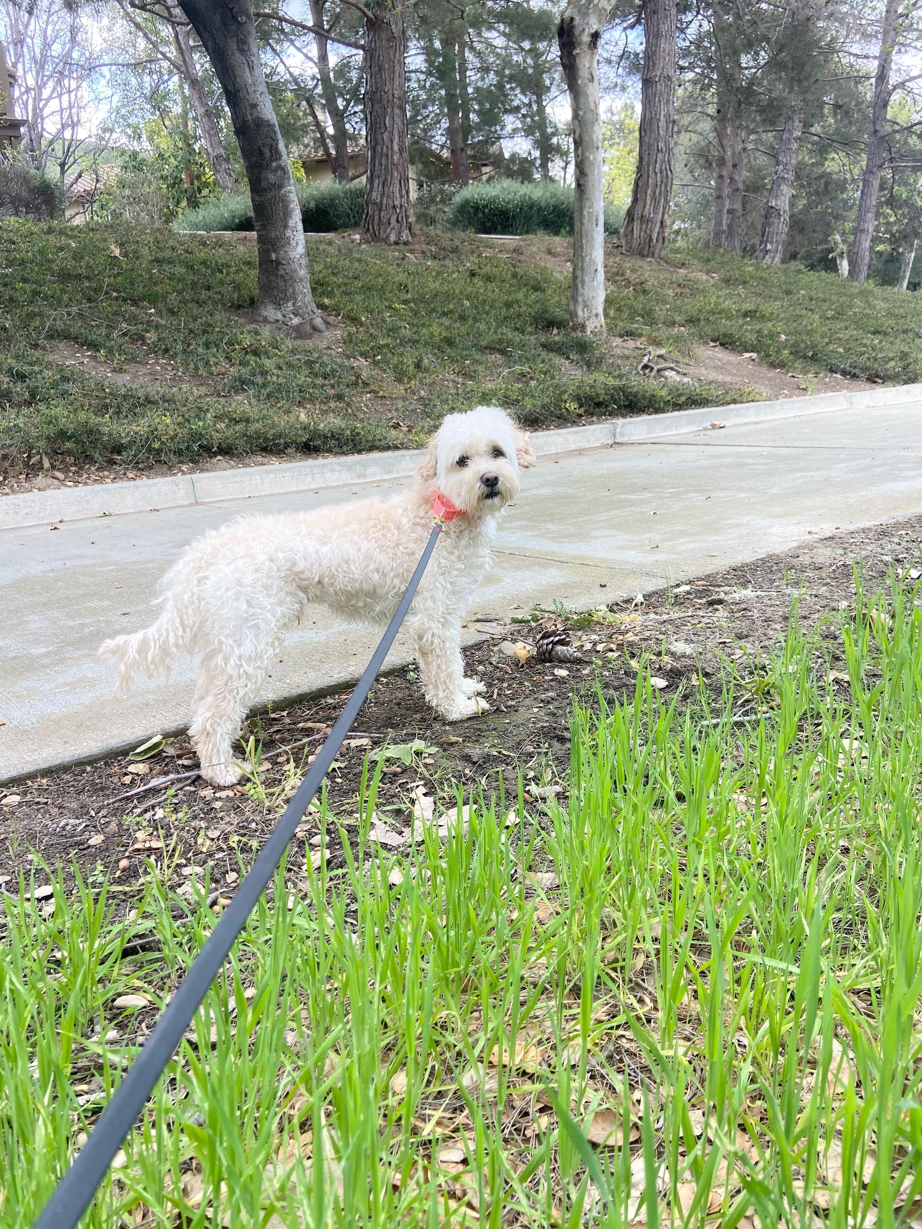 Max, an adoptable Maltipoo in Rancho Santa Margarita, CA, 92688 | Photo Image 3