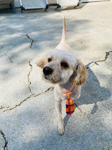 Max, an adoptable Maltipoo in Rancho Santa Margarita, CA, 92688 | Photo Image 2