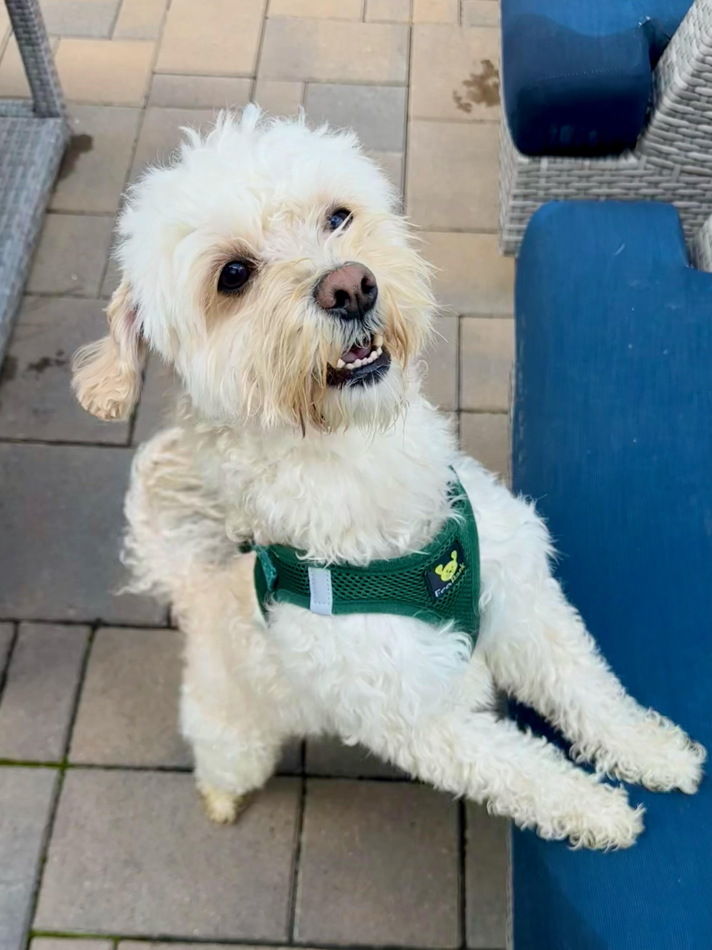 Max, a Adoptable Maltipoo in Rancho Santa Margarita, CA image 2/6