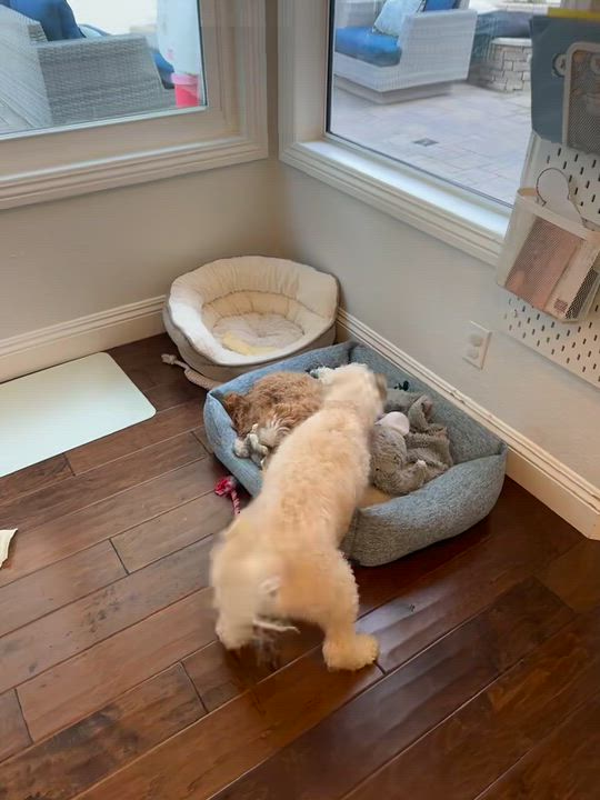 Enlarge Max, a Adoptable Maltipoo in Rancho Santa Margarita, CA video 3/6