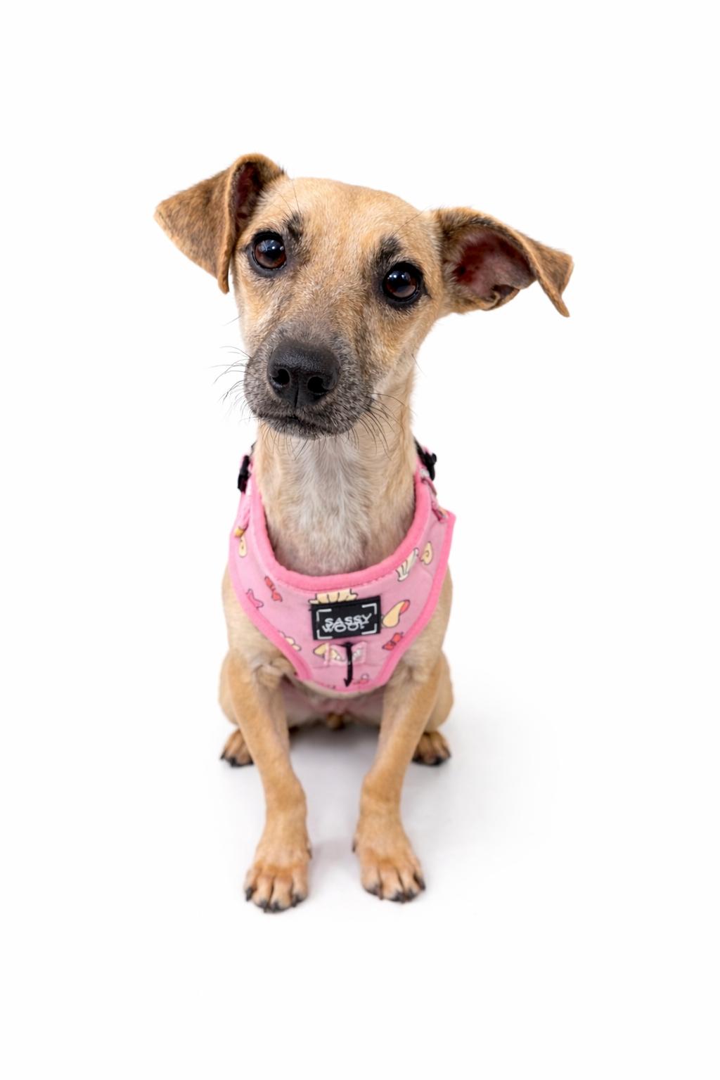 Lara, Adoptable, Adult Female Chihuahua & Dachshund.