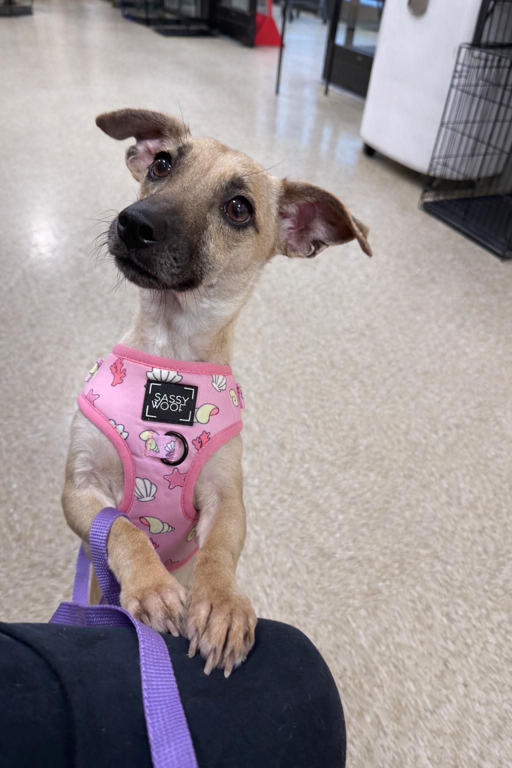 Enlarge Lara, a Adoptable mixed breed in Baton Rouge, LA image 2/2