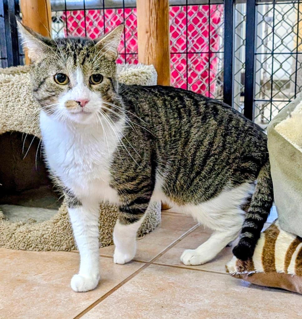 Mikey YHS, Adoptable, Adult Male Domestic Short Hair.