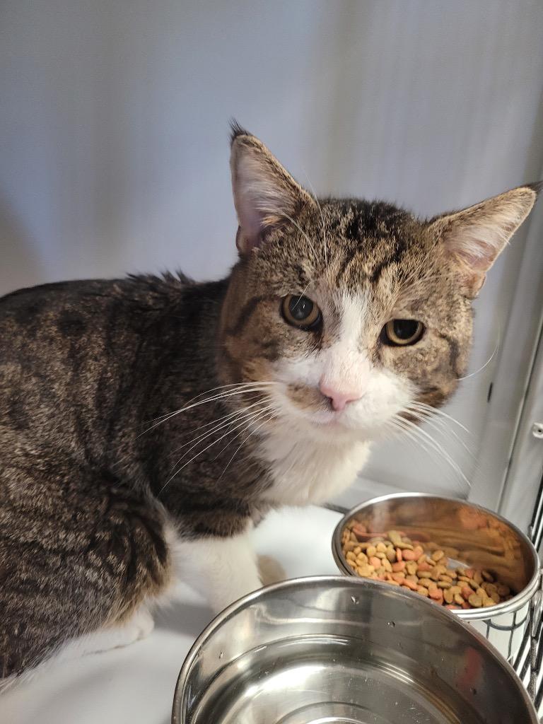 Enlarge Mikey YHS, a Adoptable mixed breed in Peoria, AZ image 2/2