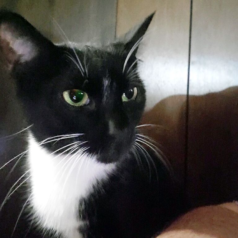 Enlarge Mama Bridget, a Adoptable Domestic Short Hair in Smithfield, VA image 1/1