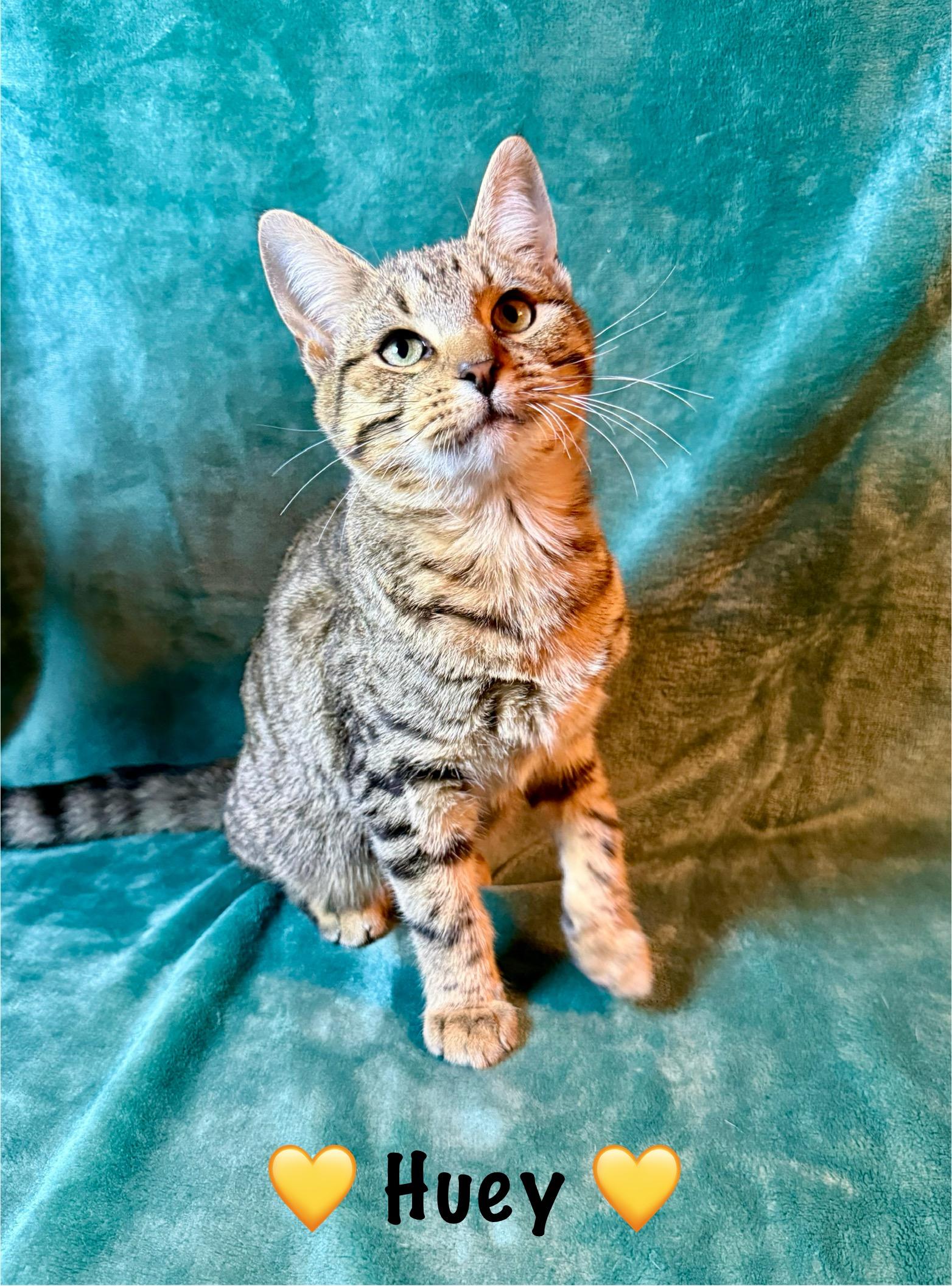 Huey, Adoptable, Kitten Male Tabby.