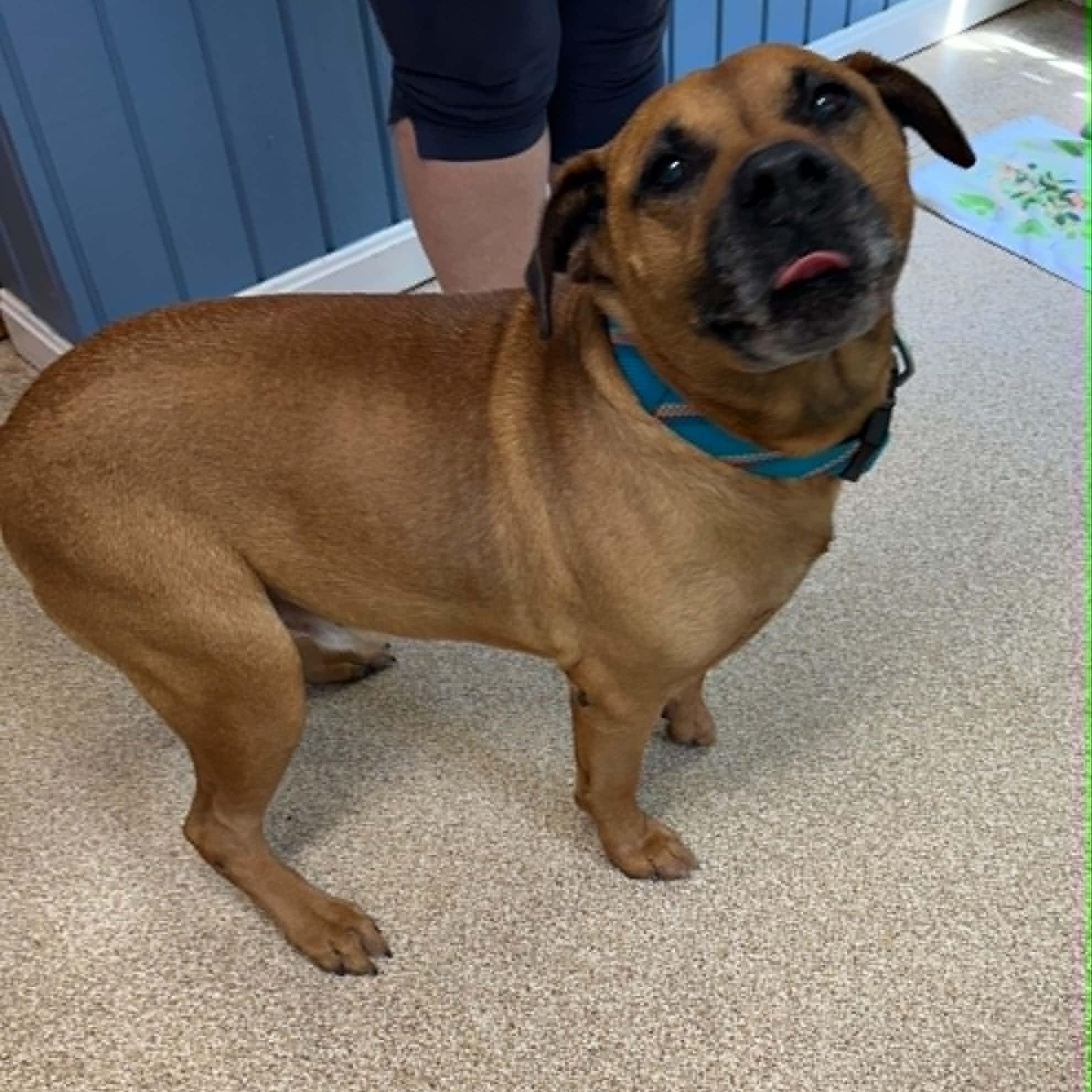 Maxx, a ADOPTABLE mixed breed in Sunderland, MD image 2/4