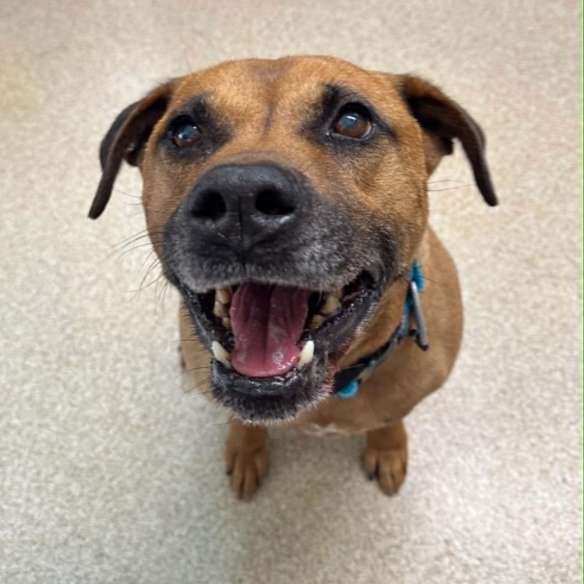 Maxx, a ADOPTABLE mixed breed in Sunderland, MD image 4/4