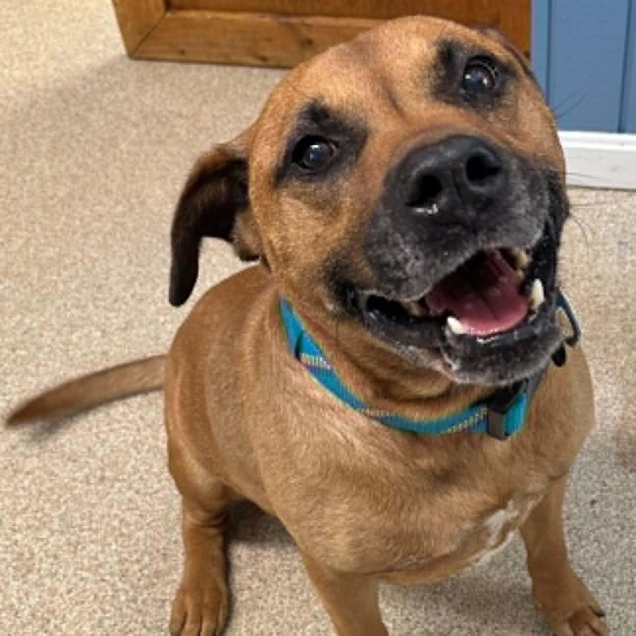 Maxx, ADOPTABLE, Senior Male Bullmastiff.