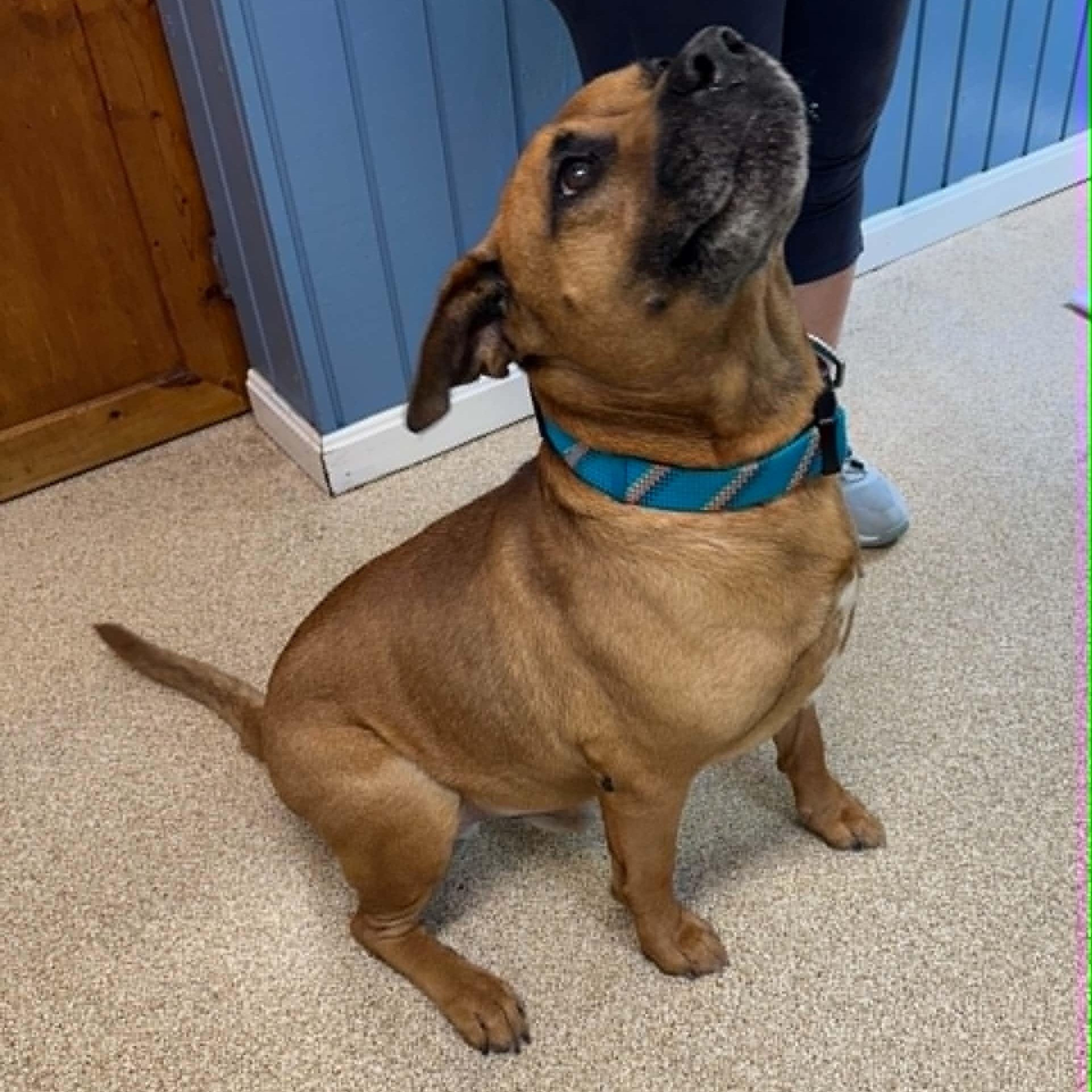 Maxx, a ADOPTABLE mixed breed in Sunderland, MD image 3/4
