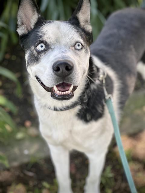 Enlarge LIBERTY, a Adoptable Siberian Husky in Lodi, CA image 1/1