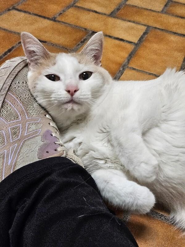 Cookie, Adoptable, Adult Female Domestic Short Hair.