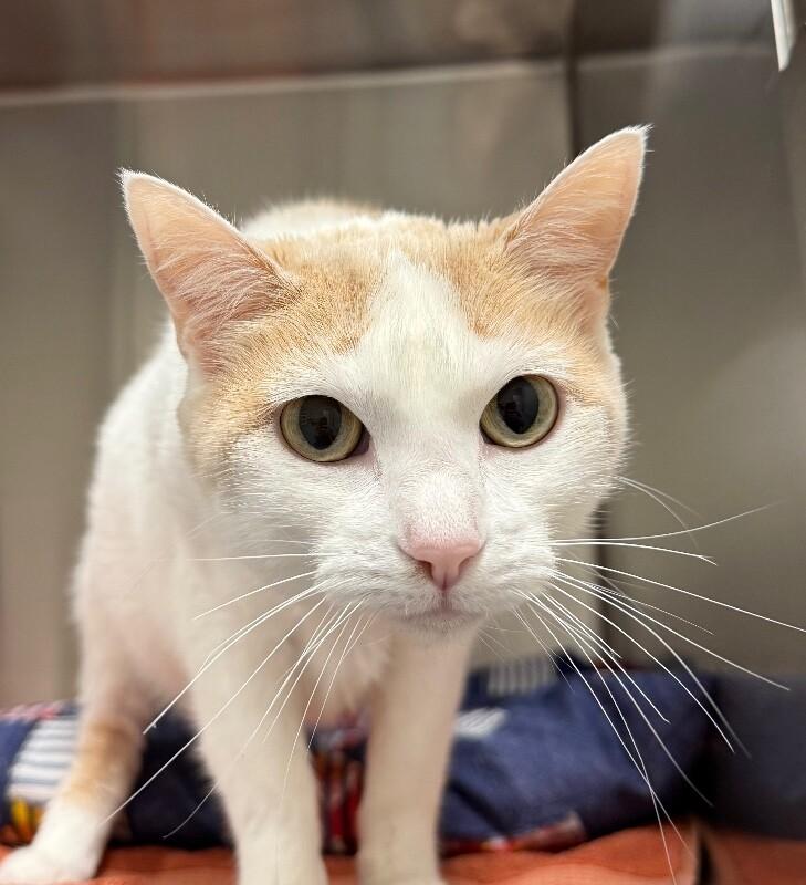Enlarge Cookie, a Adoptable Domestic Short Hair in Yankton, SD image 2/4
