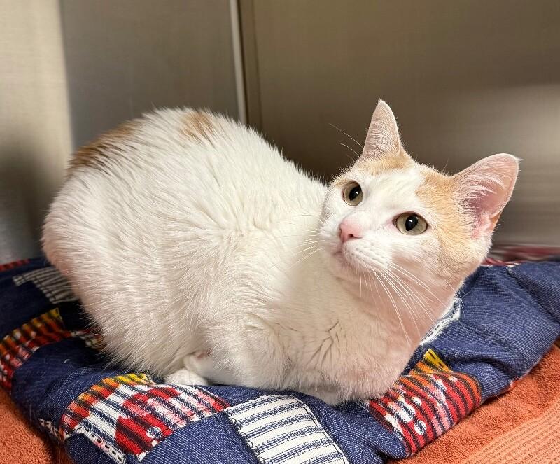 Enlarge Cookie, a Adoptable Domestic Short Hair in Yankton, SD image 3/4