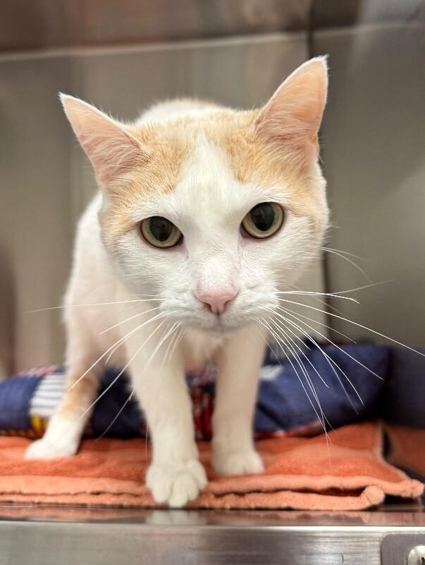 Enlarge Cookie, a Adoptable Domestic Short Hair in Yankton, SD image 4/4