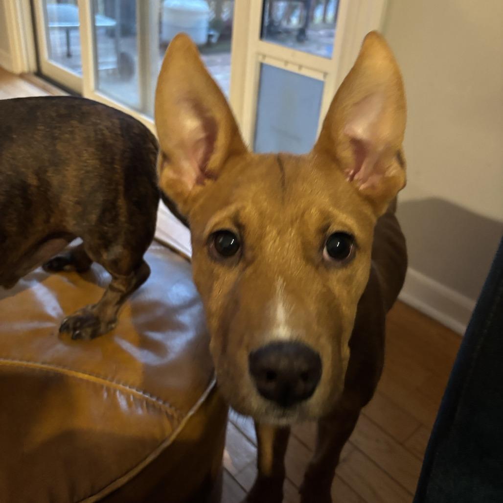 Enlarge Roman, a Adoptable Mixed Breed in Columbia, MO image 2/6