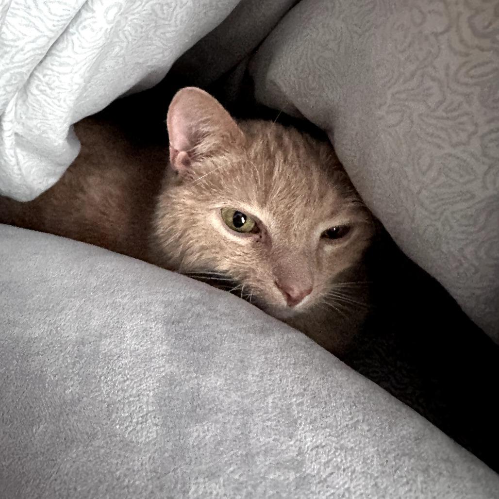 Enlarge Bubble Boy, a Adoptable Domestic Short Hair in St. Paul, MN image 1/6