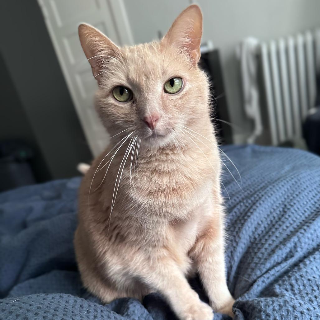 Enlarge Bubble Boy, a Adoptable Domestic Short Hair in St. Paul, MN image 2/6