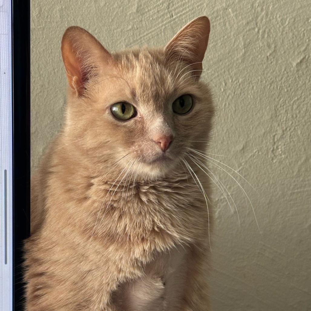 Enlarge Bubble Boy, a Adoptable Domestic Short Hair in St. Paul, MN image 3/6